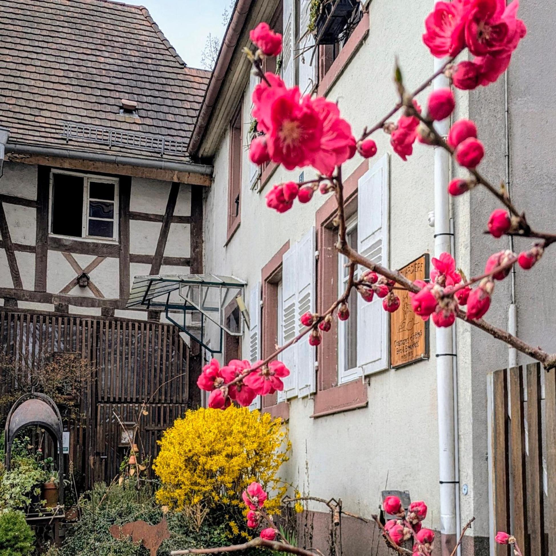 La Renardiere Reichshoffen Bagian luar foto